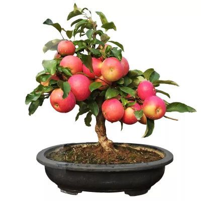 【买1颗送1颗】【四季适宜】苹果树苗花卉植物盆栽庭院室内绿植