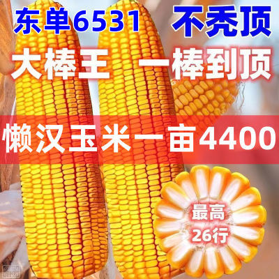 批发农科院高产国审正品东单6531玉米种双胞胎黄金粮紫杆红轴大棒