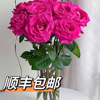 白菜价弗洛伊德玫瑰花高级玫红色玫瑰鲜花云南基地直发顺丰包邮