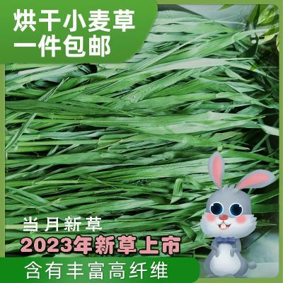 2024年烘干小麦草干草兔子龙猫荷兰猪牧草小麦新草 干草1000g毛重