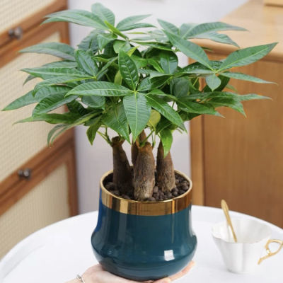 发财树客厅盆栽室内植物大棵好养活花卉绿植办公室桌面小摆件招财