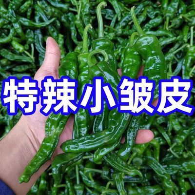 特辣小皱皮辣椒自然成熟枣庄炒辣子鸡辣椒特辣超辣新鲜薄皮辣椒