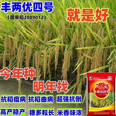 高产杂交水稻种子正品原装抗倒耐高温结实高米质好稻谷种抗病水稻