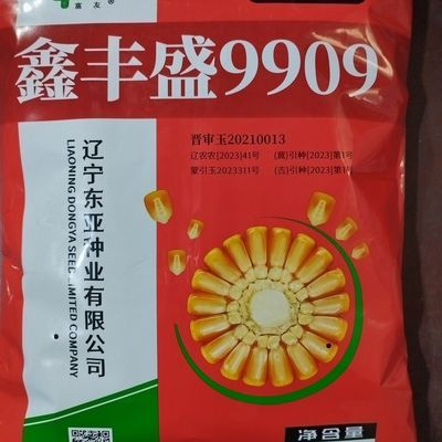 大棒 鑫丰盛9909春播玉米种子 角质粮 东亚种业3800株/亩