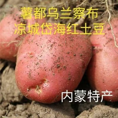 内蒙古乌兰察布红皮土豆2023年新鲜土豆洋芋产自中国薯都乌兰