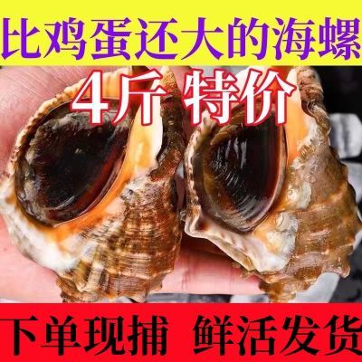 【鲜活发货】海螺鲜活野生海螺田螺现挖现发大中小超肥新鲜海螺
