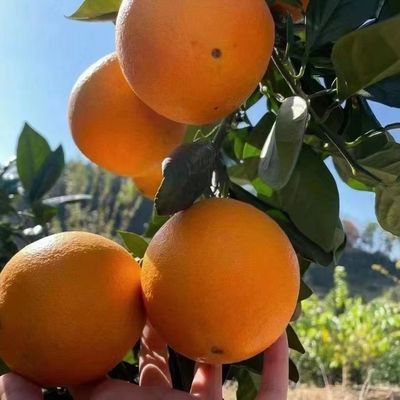 【精品】正宗江西脐橙果园直发应季新鲜水果薄皮超新鲜橙子新鲜