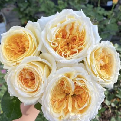 新品欧月【碧翠丝】英国奥斯汀切花月季扦插花苗玫瑰苗大花浓香