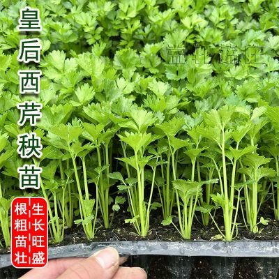 带土四季芹菜苗秧苗大皇后西芹秧苗四季种植盆栽地栽蔬菜苗孑大全