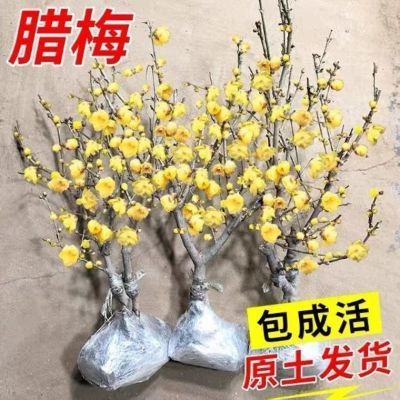 【带花苞】腊梅梅花盆栽素心腊梅老桩浓香型耐寒庭院地栽当年开花