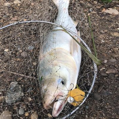 新型万向翻板钩鲢鳙专用盘钩方块抛竿八爪飞钩大头夹饼鱼钩翻版钩