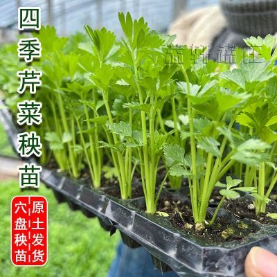 大皇后西芹秧苗带土四季芹菜苗秧苗秋冬种植盆栽地栽蔬菜苗孑大全