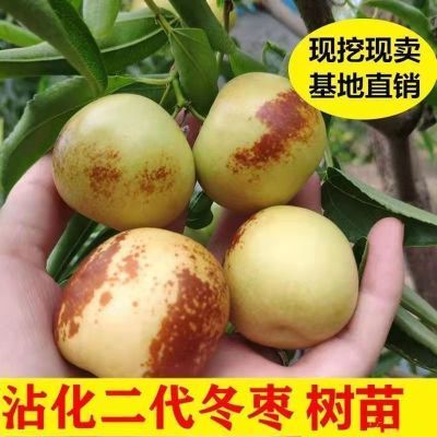 沾化冬枣树苗当年结果特大号盆栽矮化阳台地栽庭院耐寒南北方种植