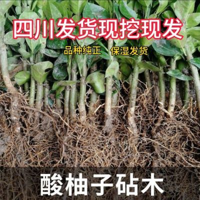 柚子砧木实生柚子苗砧木红橘砧木橘子砧木包邮酸柚实生苗香橙野生