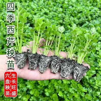 高产皇后西芹秧苗带土球四季芹菜苗秧苗秋冬种植盆栽地栽蔬菜苗孑