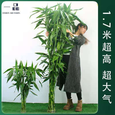 【1.5米粗竹】富贵竹水培植物大叶竹转运竹盆栽植物室内绿植水养