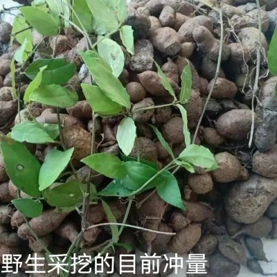 野生新鲜正宗新鲜三叶青金丝吊葫芦纯天然退火金线食用中药材无硫