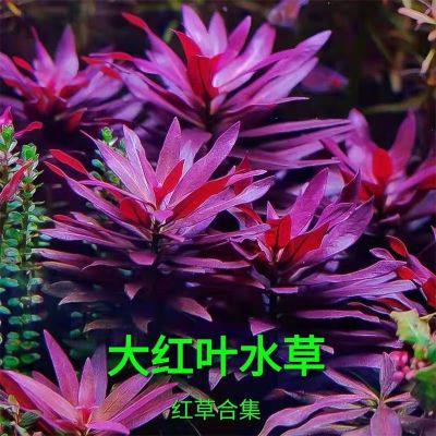 大红叶鱼缸草缸造景水草植物红色易发色水下叶荷兰景中景后景好养