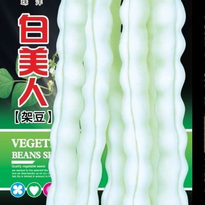 白芸豆种子早熟高产春秋季白棒豆四季豆无筋白色种子优质纯白