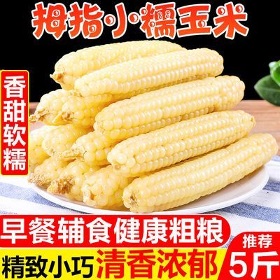 云南西双版纳拇指玉米迷你糯玉米老品种手指玉米儿童香糯小玉米