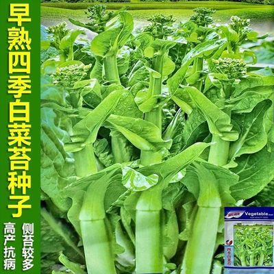 四季早熟白菜苔种子白菜薹菜心种籽可多次采收高产抗病蔬菜种子