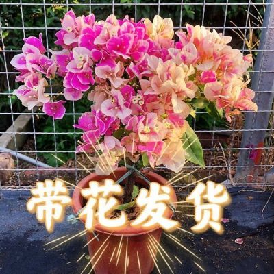 三角梅四季开花带花苞大苗老桩勤花卉盆栽原盆直发批发阳台庭院