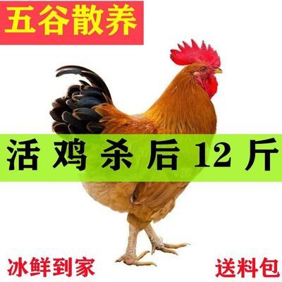 【散养大公鸡】正宗农村现杀老公鸡纯粮土鸡走地鸡笨公鸡新鲜鸡肉