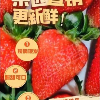 云南四季双流新鲜草莓商用蛋糕 冰糖葫芦
