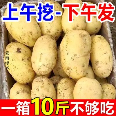 【现挖现发】高山黄皮土豆10斤批发新鲜蔬菜现挖马铃薯洋芋3/5斤