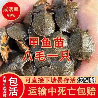 外塘冷水甲鱼苗江西南丰小甲鱼苗中华鳖龙鱼饲料水鱼苗大苗鲜活