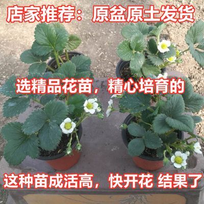 四季奶油草莓苗盆栽当年结果树原土草莓秧南北方阳台庭院室外地栽