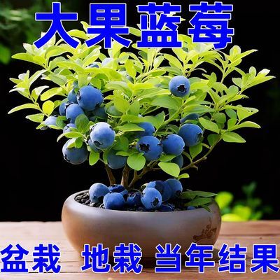 蓝莓盆栽大果蓝莓树苗盆栽当年结果四季果树苗南方种植蓝莓新鲜苗