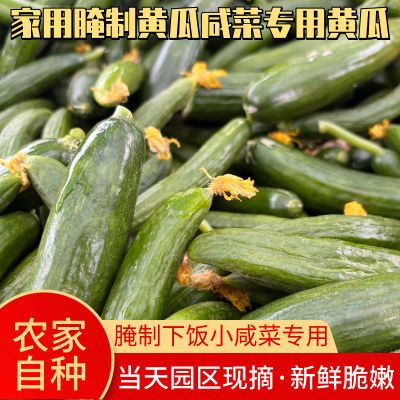 水果黄瓜新鲜当季现摘腌制咸菜专用黄瓜小黄瓜扭批发整箱