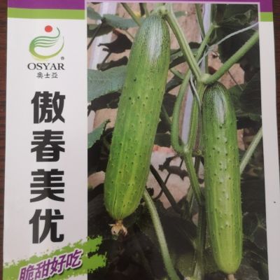 无需蘸花口感好大棚大面积种植旱黄瓜