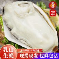 【蜀皇】正宗乳山生蚝鲜活海鲜水产新鲜特大牡蛎带壳海蛎子