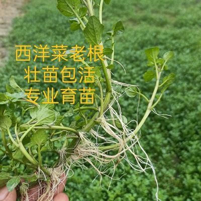 新鲜西洋菜老根小叶豆瓣菜老根可水田山泉水种植阳台水培土培包邮