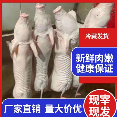 现杀生鲜整只新鲜乳猪脆皮烤乳猪冻猪冻小耳朵香猪烧烤烧腊烤乳猪