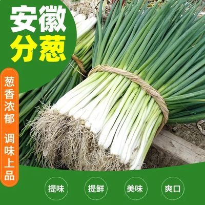 新鲜四季分葱现挖现发农家当季大白葱带根可栽种大香葱根苗结婚葱