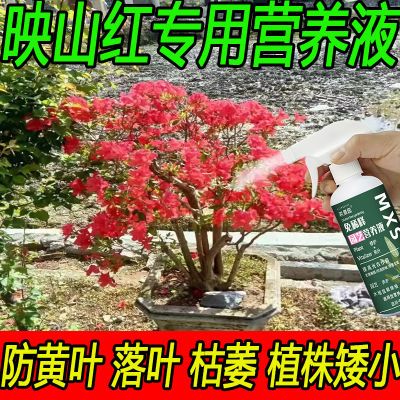 映山红杜鹃花专用营养液促开花延长花期防黄叶枯萎室内盆栽通用型