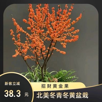 北美冬青精品冬黄高端盆栽发财黄果花卉绿植家居办公室一件代发