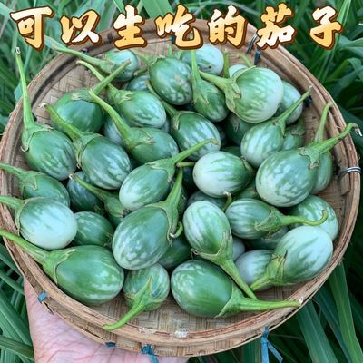 泰国小茄子蔬菜采摘新鲜咖喱茄子当季食用生吃迷你青皮沙拉西餐