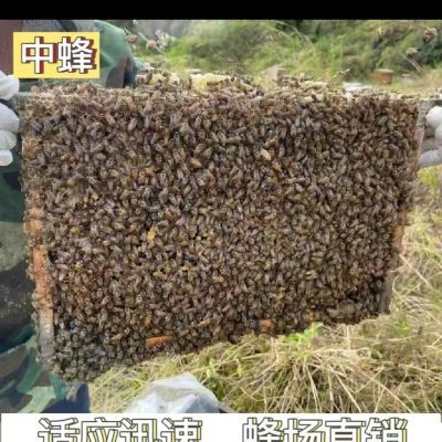 广东本地土蜂中华蜜蜂合并加强蜂群安全过冬活体笼蜂蜂群中蜂批发