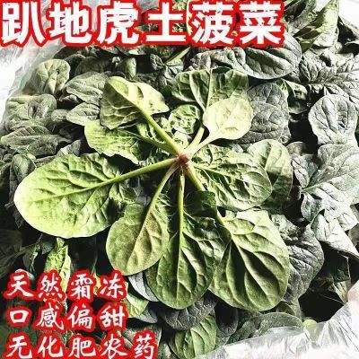 【河南矮杆菠菜】趴地菠菜红根甜菠菜农家蔬菜新鲜3斤4斤