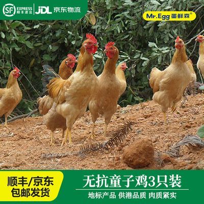 蛋鲜森谷饲无抗童子鸡3只装供港上海品质真空净膛650g±50/只