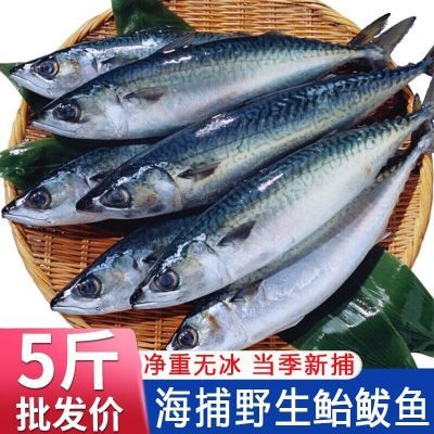 鲐鲅鱼青占鱼鲐鱼整条新鲜冷冻野生青花鱼深海海鱼海鲜水产批发