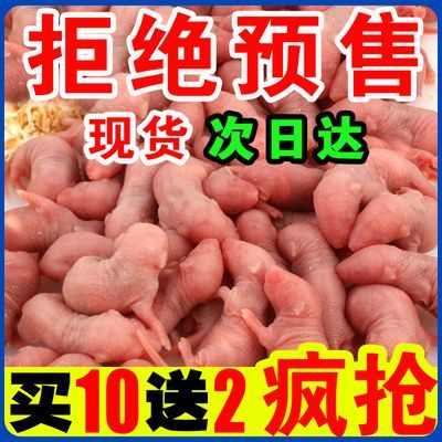 无菌冷冻小白乳鼠喂蛇猫角蛙龟龙鱼开口饲料冰红粉皮红皮乳鼠包邮