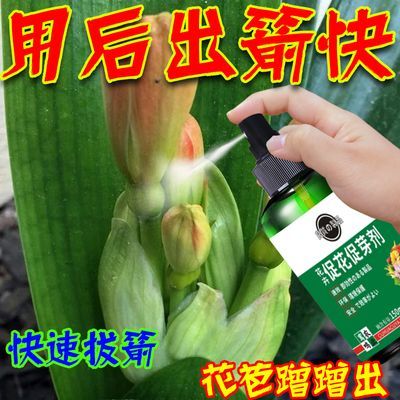 君子兰促箭剂快速拔箭促花促芽剂防夹箭黄叶枯萎烂根促开花长芽用