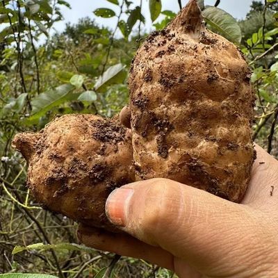 正宗云南昭通小草坝天麻纯天然新鲜天麻现挖无添加天然植物特级品