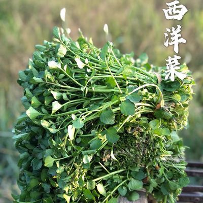 新鲜西洋菜潮汕西洋菜豆瓣菜凉菜蔬菜火锅清炒煲汤现发绿色纯天然