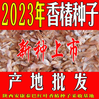 2023年新红油香椿种子苗芽菜种子红椿树椿芽水培种子大全树可食用